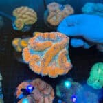 Orange Symphyllia