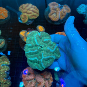 Blue Streak Symphyllia