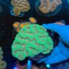 XL Green & Red Symphyllia