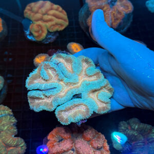 Blue Ridge Symphyllia