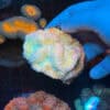 Aurora Symphyllia