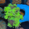 Warpaint Catalaphyllia