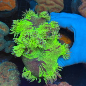 Warpaint Catalaphyllia