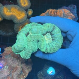 Wasabi Green Trachyphyllia
