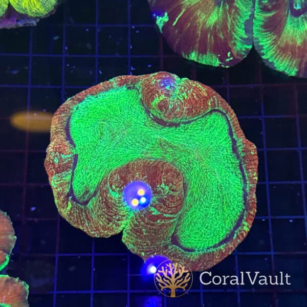 Lime Apple Trachyphyllia