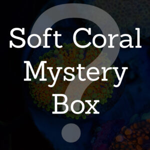 Soft Coral Mystery Box