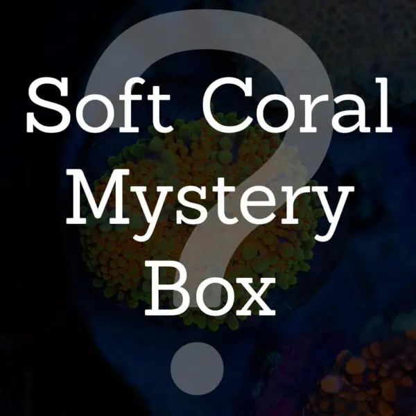 Soft Coral Mystery Box