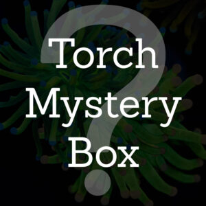 Torch Coral Mystery Box