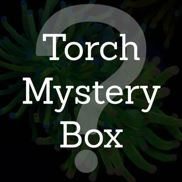 Torch Coral Mystery Box
