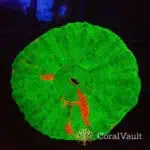 Bleeding Apple Scolymia