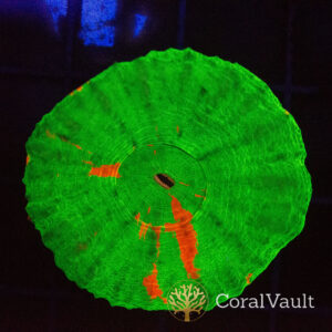 Bleeding Apple Scolymia