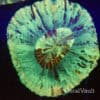 Tiger Tooth Trachyphyllia
