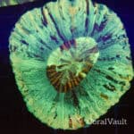 Tiger Tooth Trachyphyllia