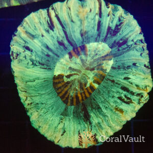 Tiger Tooth Trachyphyllia