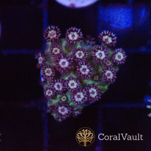 Blueberry Glitter Goni Frag