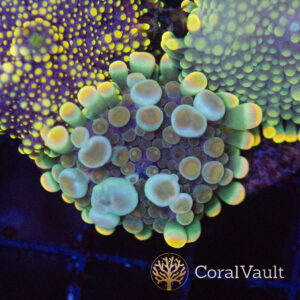 Moonstone Globular Mushroom