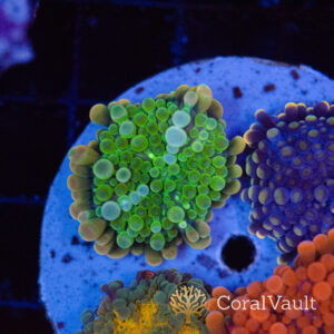 Lucky Clover Globular