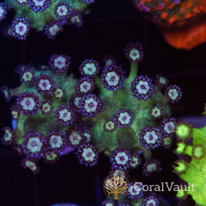 Blueberry Glitter Goni Frag