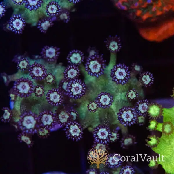 DSC_0373 Blueberry Glitter Goni Frag