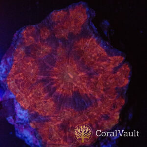 Bloodstone Australomussa