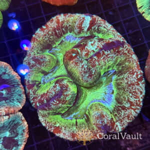 Turtle Shell Trachyphyllia