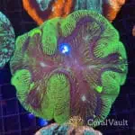 Green Streak Trachyphyllia
