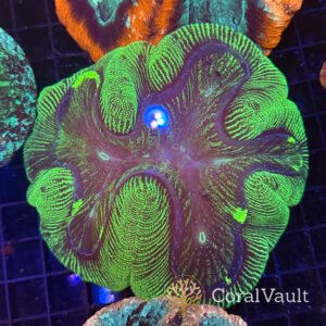 Green Streak Trachyphyllia