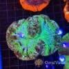 Green Splatter Trachyphyllia