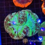 Green Splatter Trachyphyllia