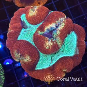 Caribbean Green Trachyphyllia