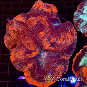 Red Stripe Trachyphyllia