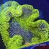 XXXL Neon Green Carpet Anemone