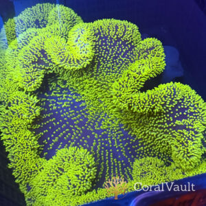 XXXL Neon Green Carpet Anemone