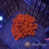 Atomic Broccoli Macroalgae