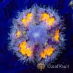 Gold Radial Rockflower