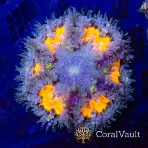 Gold Radial Rockflower