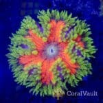Citrus Grid Rockflower