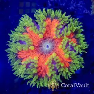 Citrus Grid Rockflower