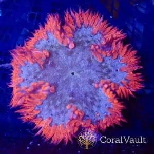 Ember Edge Rockflower