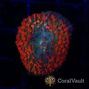 Tabasco St. Thomas Mushroom