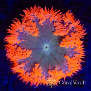 Fire Crown Rockflower