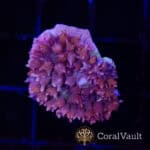 Amethyst St. Thomas Mushroom