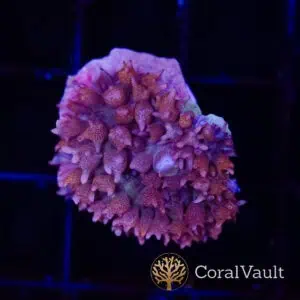 Amethyst St. Thomas Mushroom