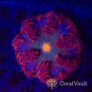 Molten Core Rockflower