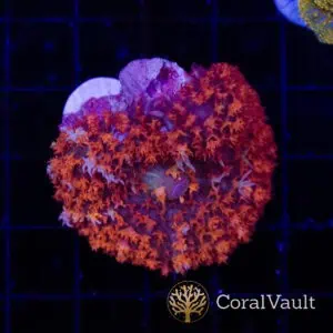 Violet St. Thomas Mushroom