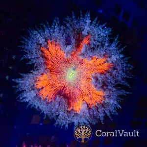 Sunburst Rim Rockflower