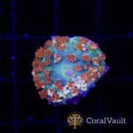 Neptune St. Thomas Mushroom