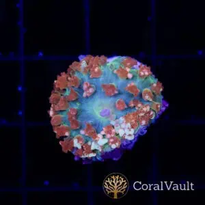 Neptune St. Thomas Mushroom