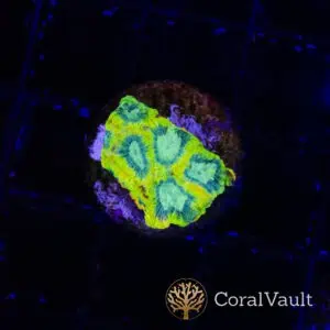 Yellow Submarine Favia