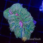 Strawberry Florida Mushroom